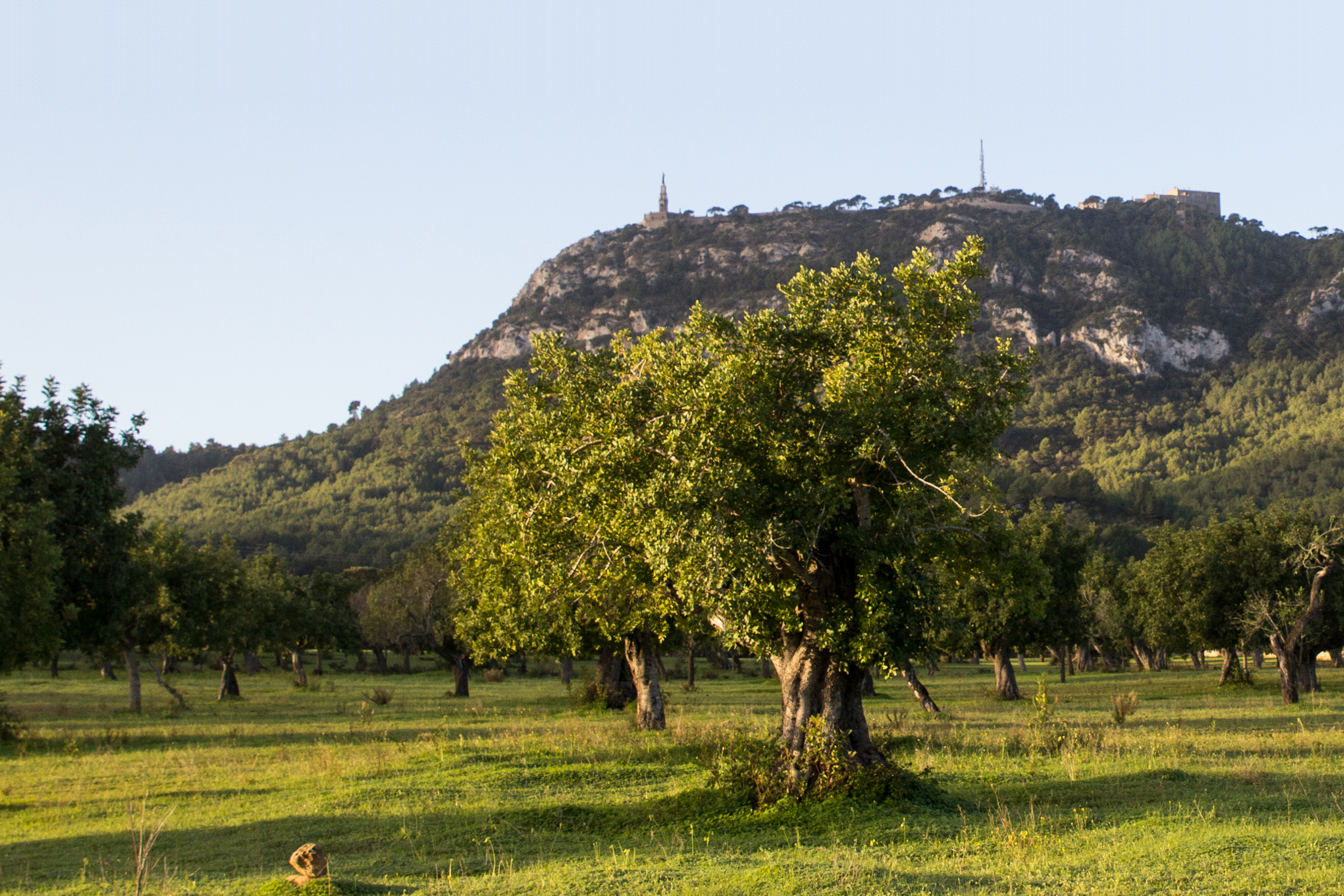 Sant salvador, Felanitx