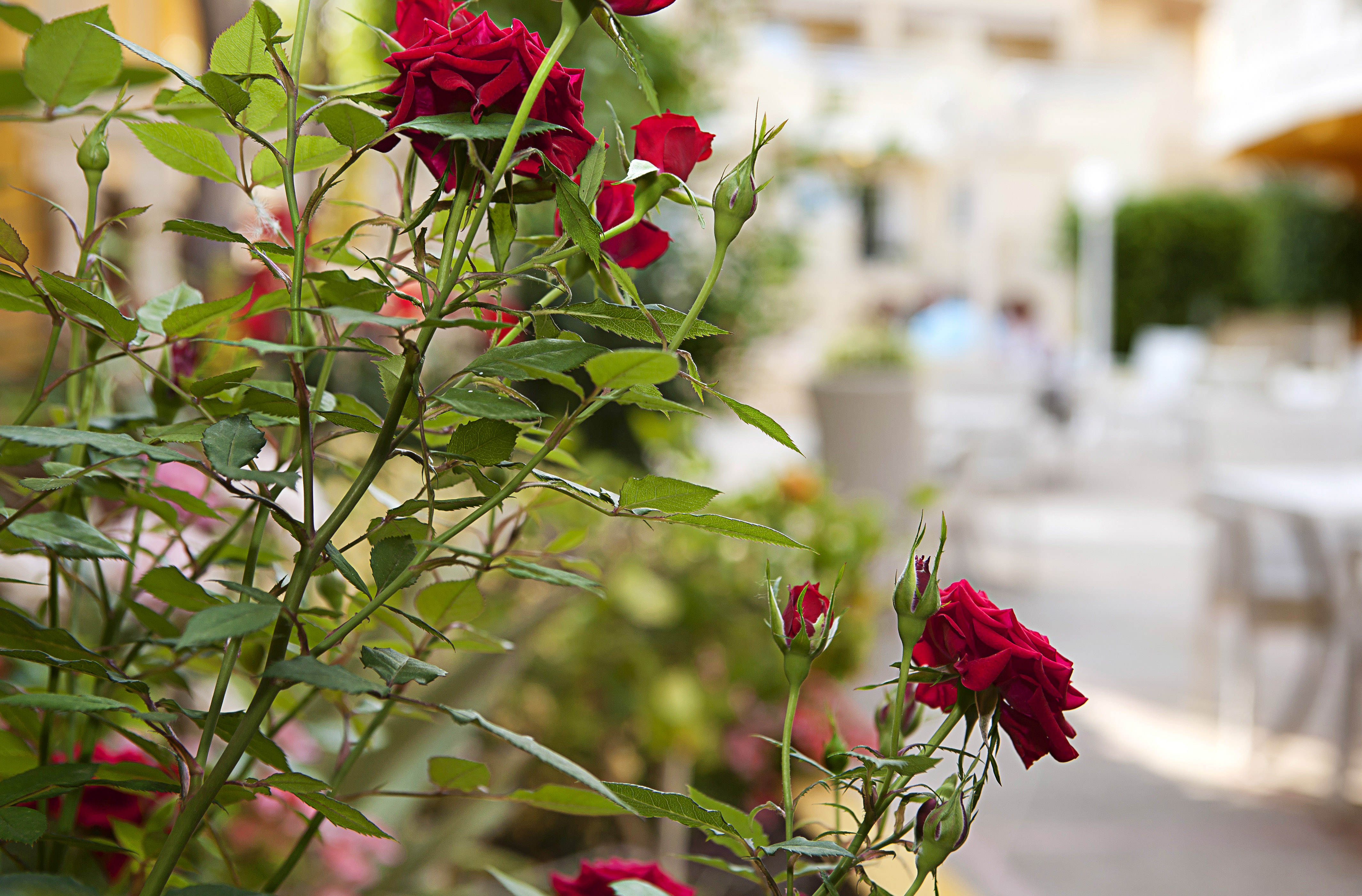 Hotel cupidor, Mallorca
