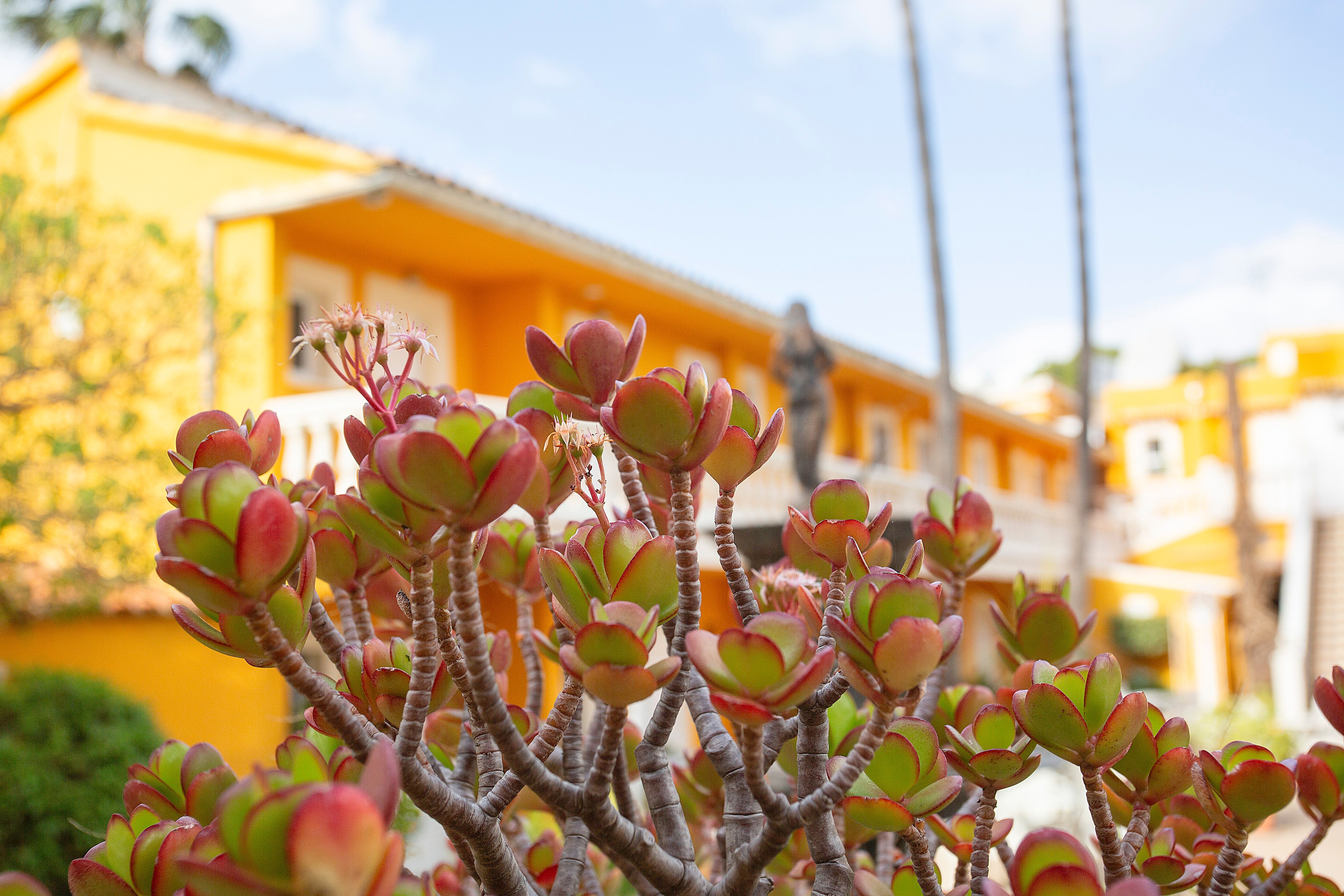 Hotel cupidor, Mallorca